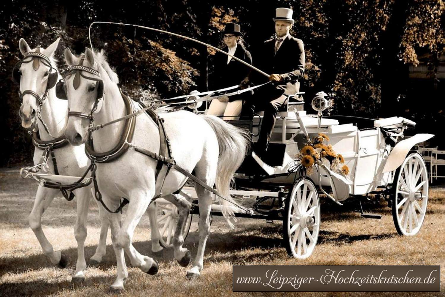 Weiße Landauer Pferdekutsche zur Hochzeit mieten